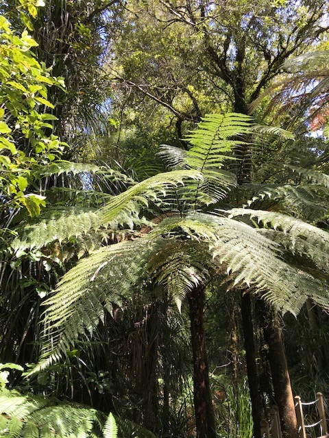 Riesenfarn im Waipoua Forest