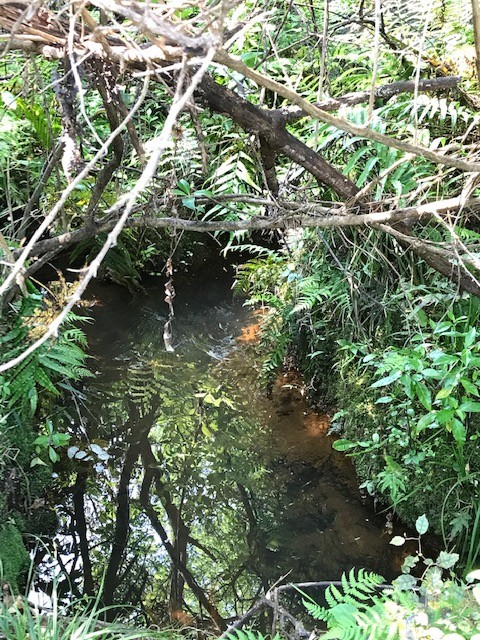 Ein kleiner Fluss führt durch den Wald.